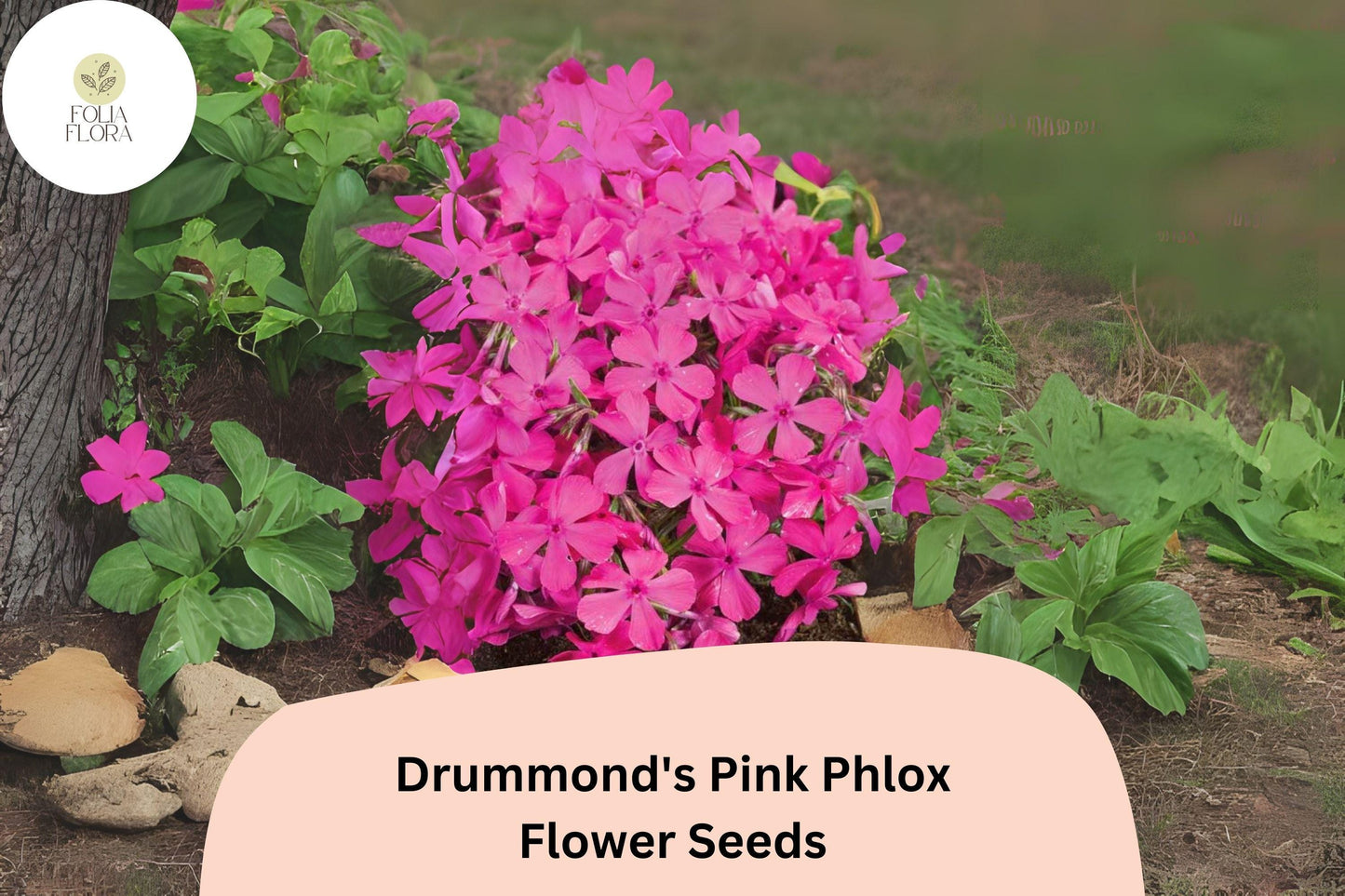 100+ Drummond's Pink Phlox Seeds for Garden Planting | Phlox drummondii | Annual Flower Seeds | Bright Pink Blooms