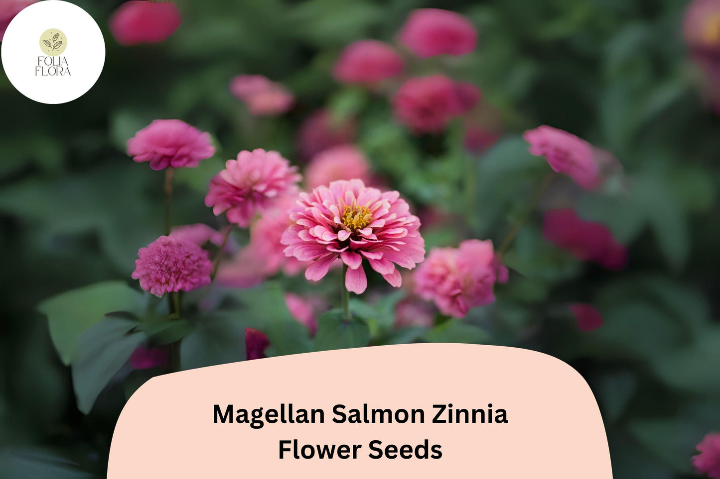 100+ Magellan Salmon Zinnia Seeds – Soft Salmon Blooms for Garden Beds, Borders & Cut Flowers