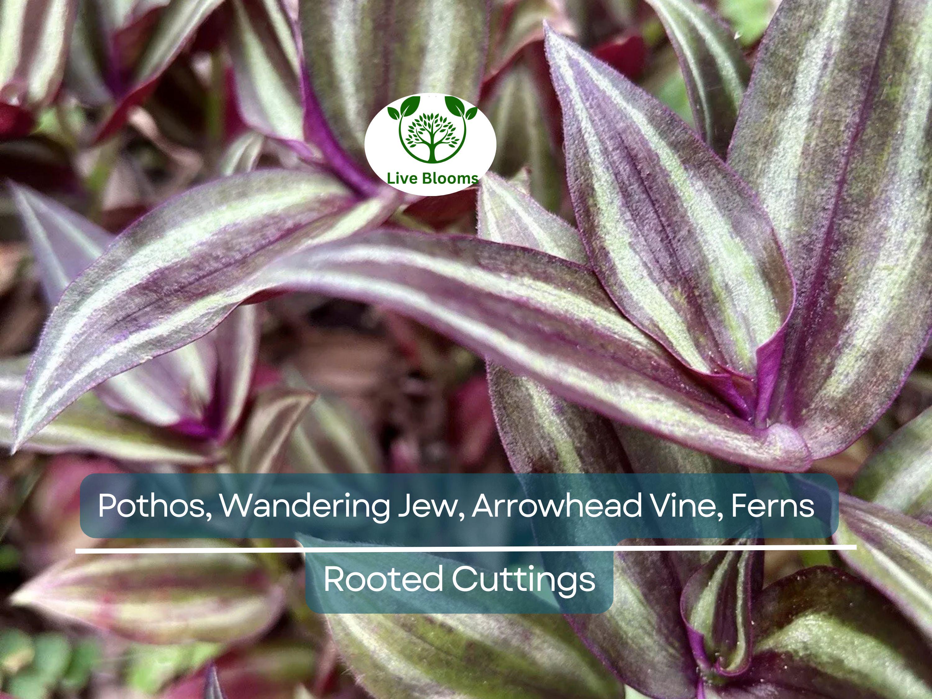 12 Rooted Plant Cuttings (3 Each) - Pothos, Wandering Jew, Arrowhead Vine, Ferns, Easy Care Indoor Plants, Perfect for Propagation