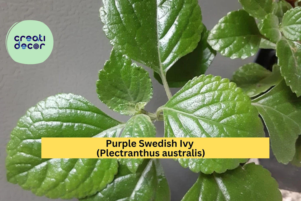 Purple Swedish Ivy – Rooted Live Plant (Plectranthus australis), Trailing Purple-Green Foliage Houseplant for Hanging Baskets or Containers