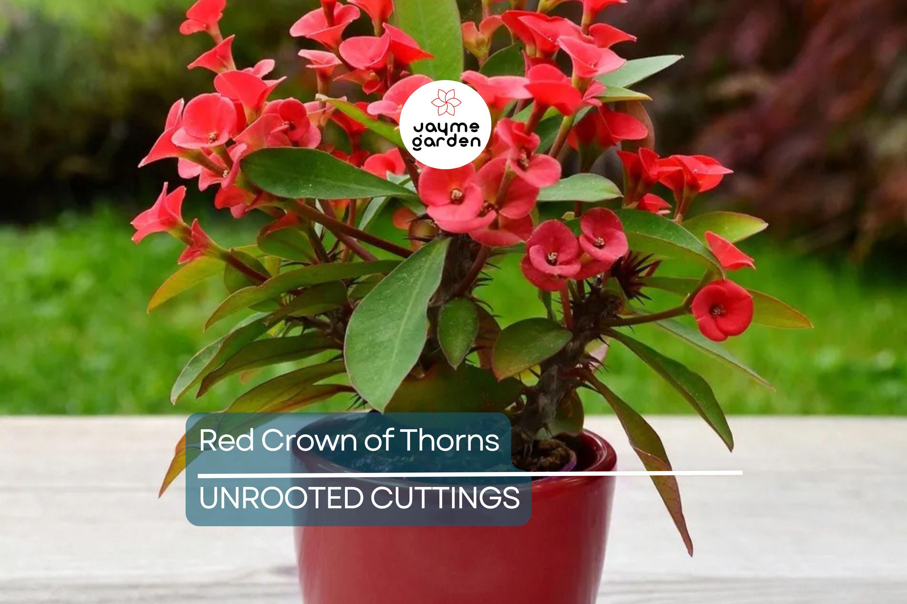 Red Crown of Thorns Cutting | Euphorbia Milii | No Roots | Easy to Grow | Drought-Tolerant | Tropical Succulent | Exotic Blooms
