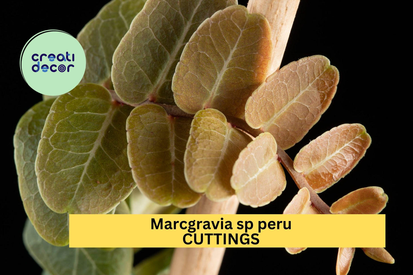 1 Marcgravia sp. Peru Cutting – 10 Leaf Shingling Vine for Terrariums & Vivariums, Rare Tropical Collector Plant – USA