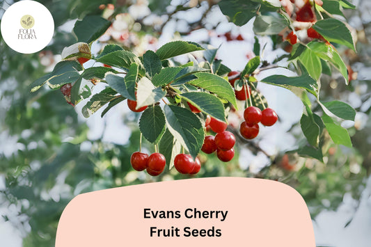 10+ Evans Cherry Seeds | Prunus cerasus | Cold-Hardy Sour Cherry Tree Seeds for Garden Planting | Home Orchard Fruit
