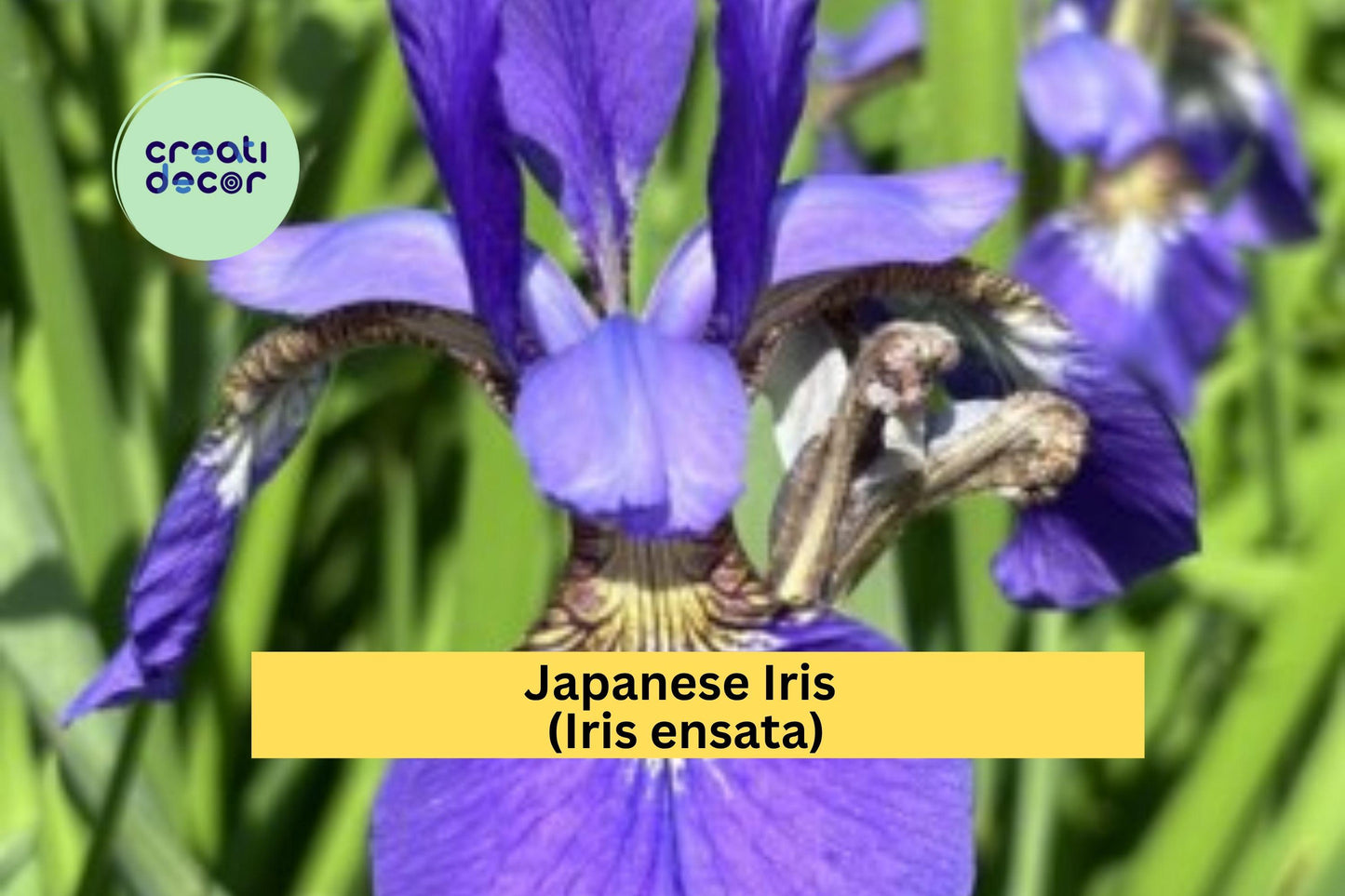 Light Purple Japanese Iris | Iris ensata | Live Bare Root Perennial Flowering Plant