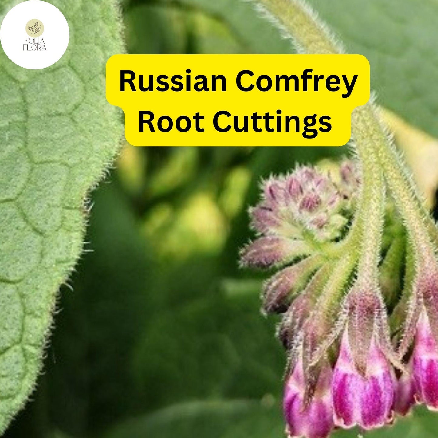 Live Root Cuttings Russian Comfrey - Bocking 14 Cultivar - Perennial Garden Plant