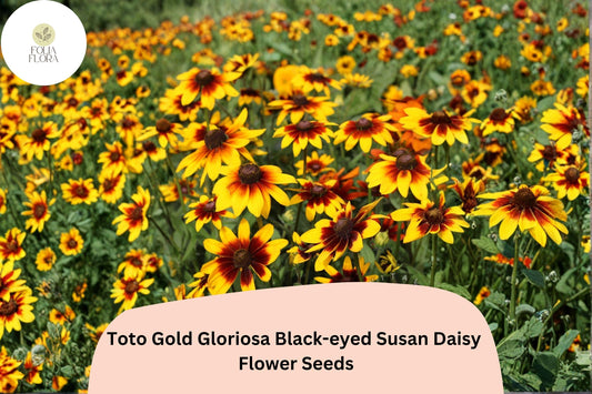 200+ Toto Gold Gloriosa Black-eyed Susan Daisy Seeds | Rudbeckia hirta | Bright Golden Blooms | Easy to Grow Perennial