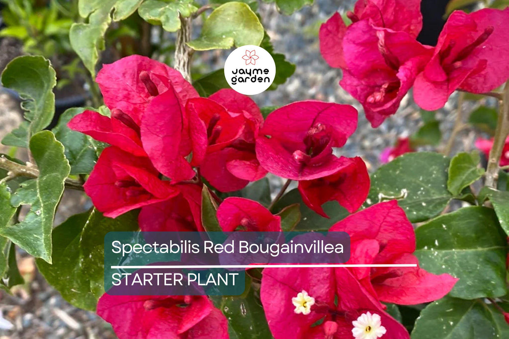 Spectabilis Red Bougainvillea Starter Plant | Rare & HTF | Well-Rooted Plant Plug | Vibrant Red Blooms | Indoor and Outdoor | Tropical