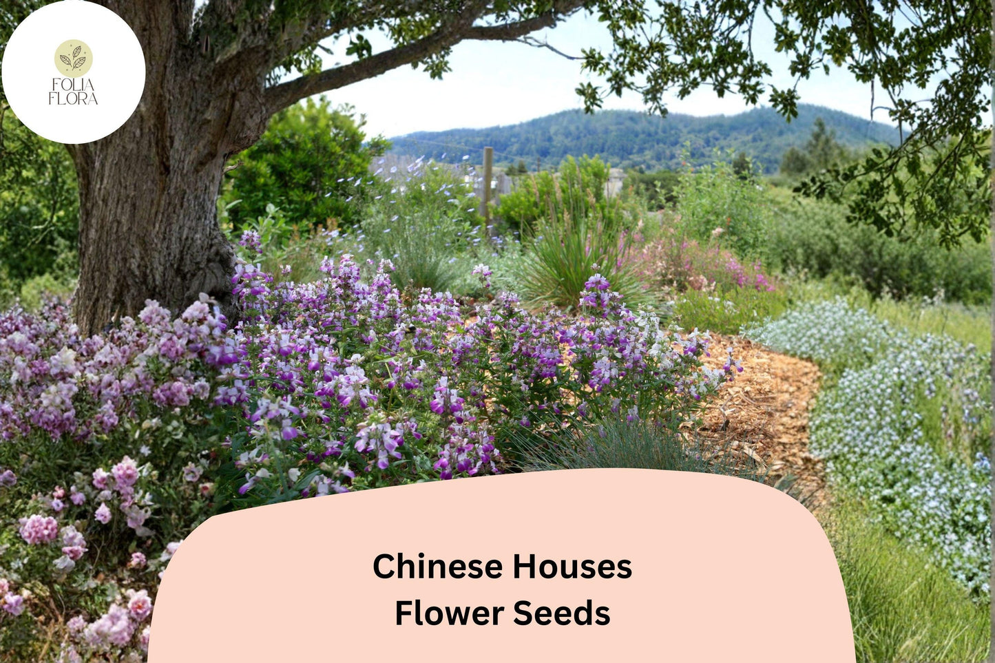 Chinese Houses Seeds – 100 Collinsia heterophylla | Easy Grow Annual for Borders