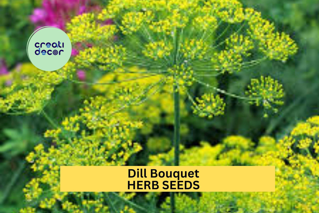3pcs of 1g Dill Bouquet Seeds – Aromatic Herb for Pickling, Cooking & Garden Growing – Easy to Grow in Sun or Pots Seeds for Planting