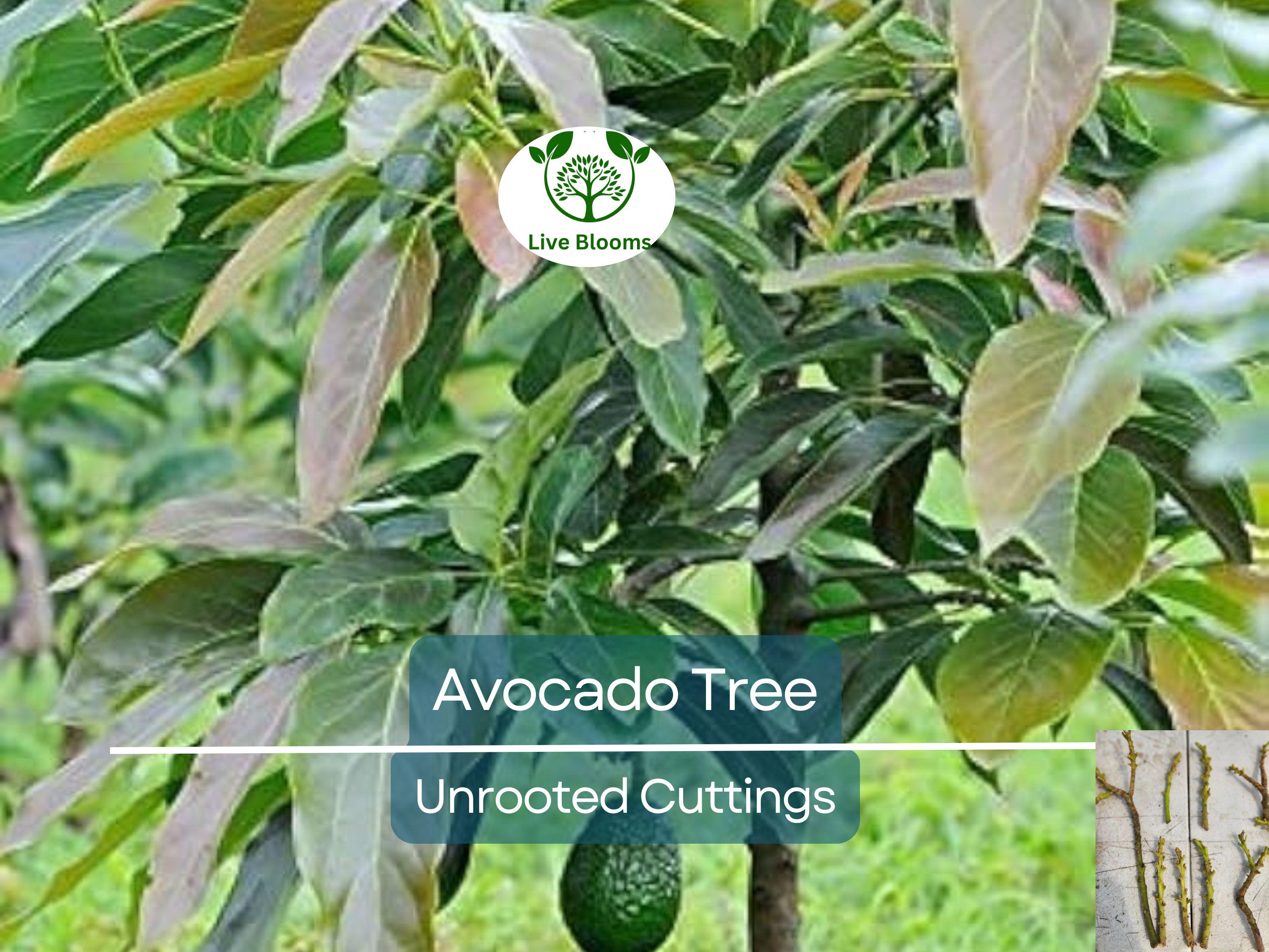 3 Avocado Unrooted Cuttings for Grafting 4"-7" | Persea americana | Fresh Avocado Tree Propagation | High-Quality Grafting Cuttings