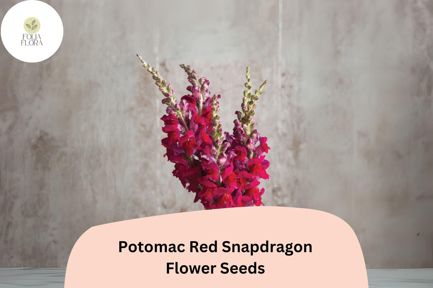 Antirrhinum majus Potomac Red Snapdragon Seeds – 1000+ Bold Red Blooms for Garden & Cut Flowers