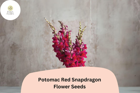 Antirrhinum majus Potomac Red Snapdragon Seeds – 1000+ Bold Red Blooms for Garden & Cut Flowers