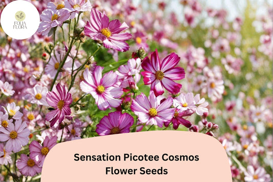 200+ Sensation Picotee Cosmos Seeds | Cosmos bipinnatus White Flowers with Pink Edges | Annual Garden Flower Seeds