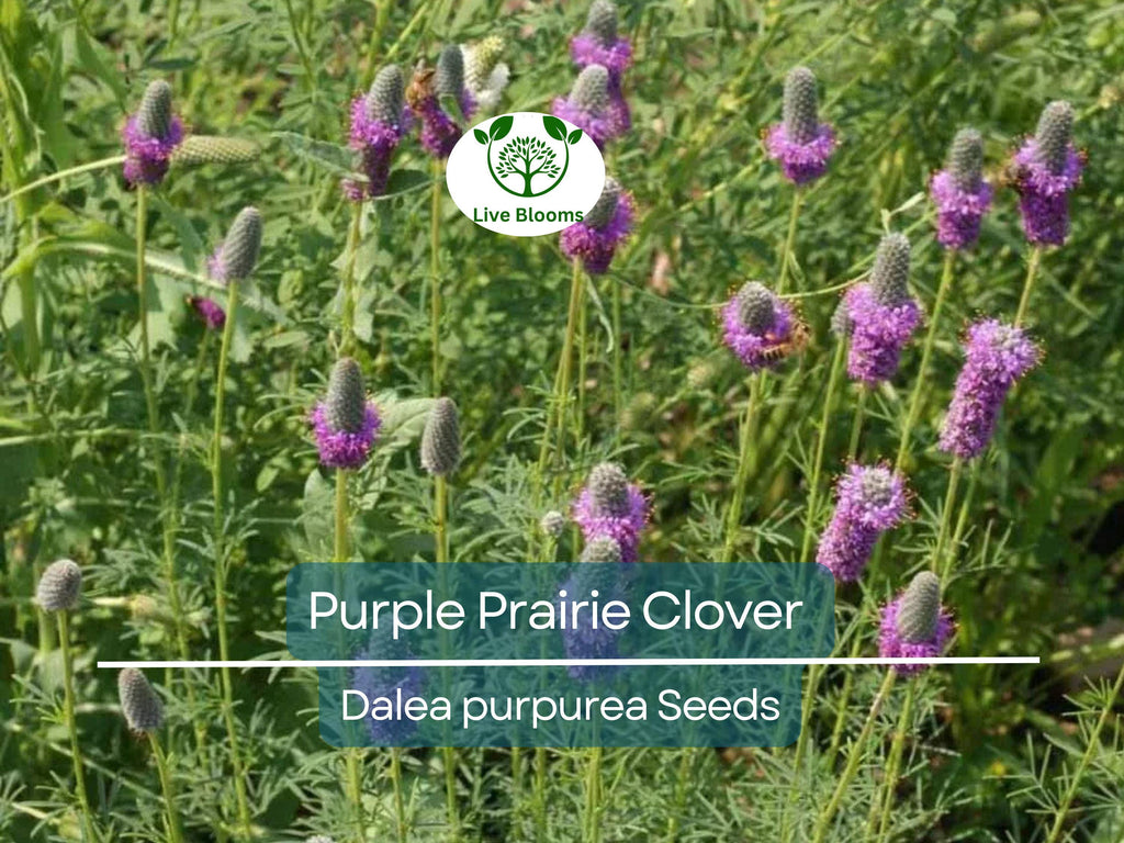 2000 Purple Prairie Clover Seeds – Dalea purpurea, Non-GMO Perennial Legume, Pollinator Plant for Honey Bees, Native Wildflower