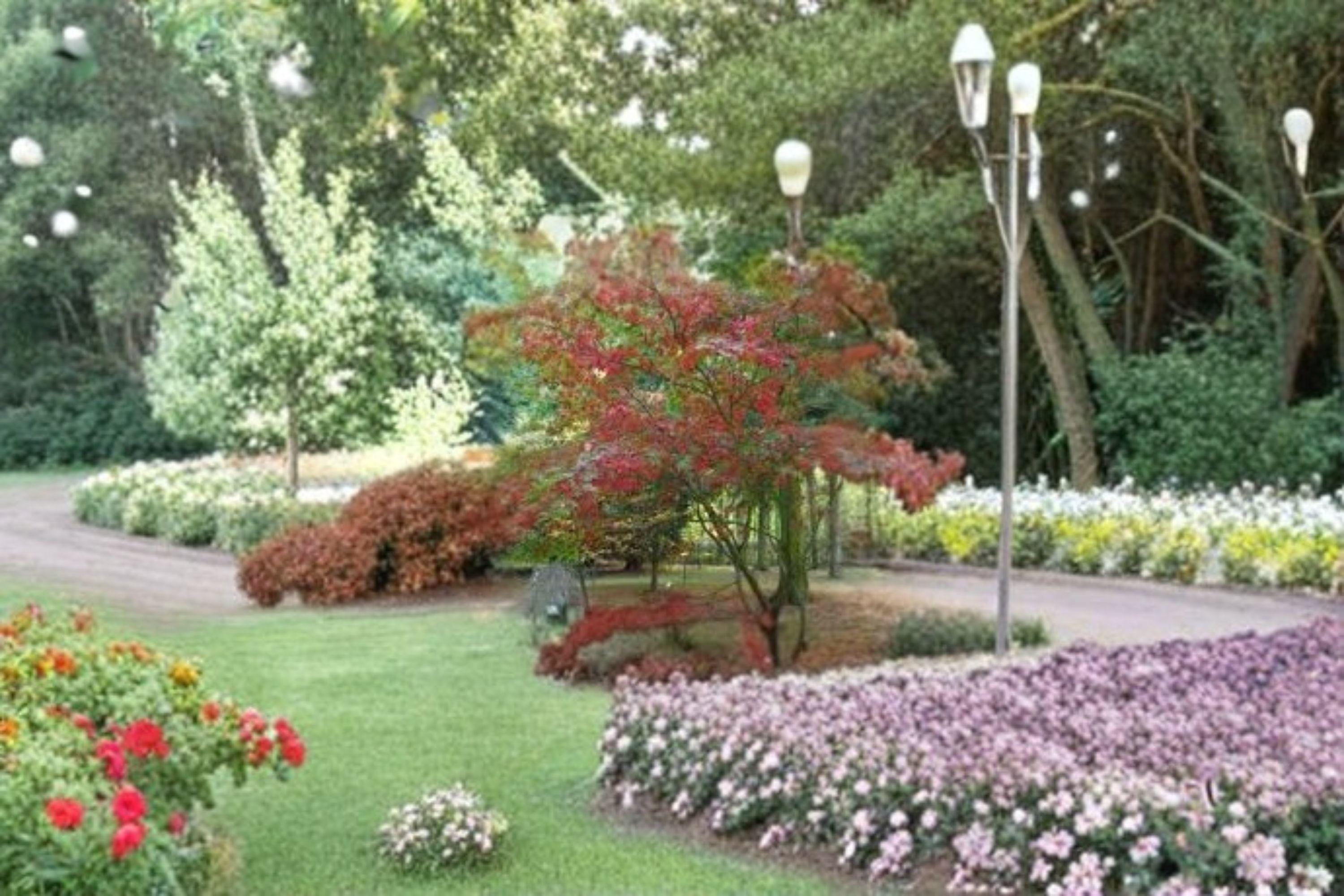 Acer Grosseri var. Hersii – Acer grosseri var. hersii 10 Seeds | Rare Asian Maple | Ornamental Tree | Distinctive Foliage & Form
