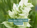 200 Seeds Clary Sage White Swan, Salvia for Birds & Butterflies, Pollinator Friendly, Non-GMO, Herb, Easy to Grow