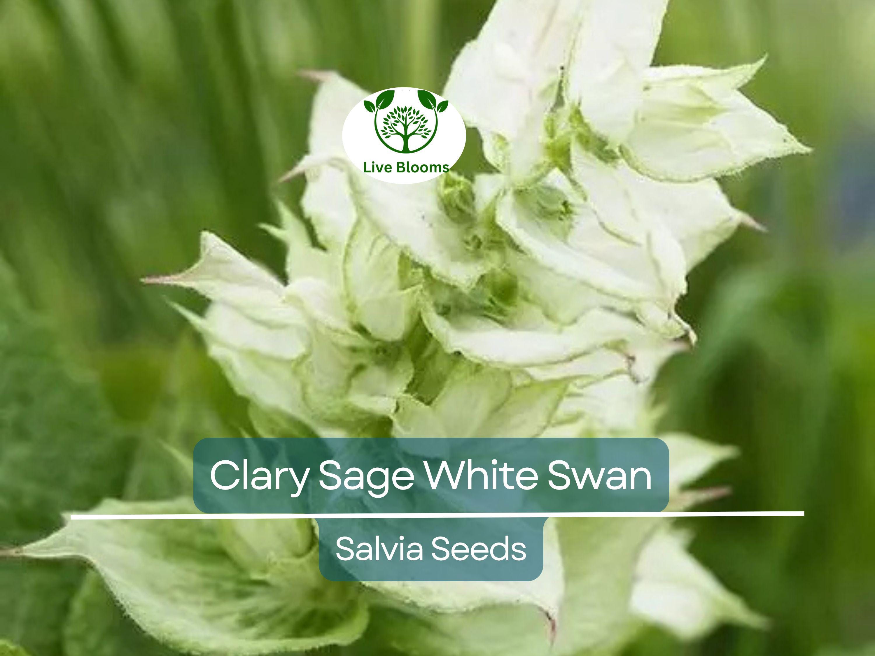 200 Seeds Clary Sage White Swan, Salvia for Birds & Butterflies, Pollinator Friendly, Non-GMO, Herb, Easy to Grow
