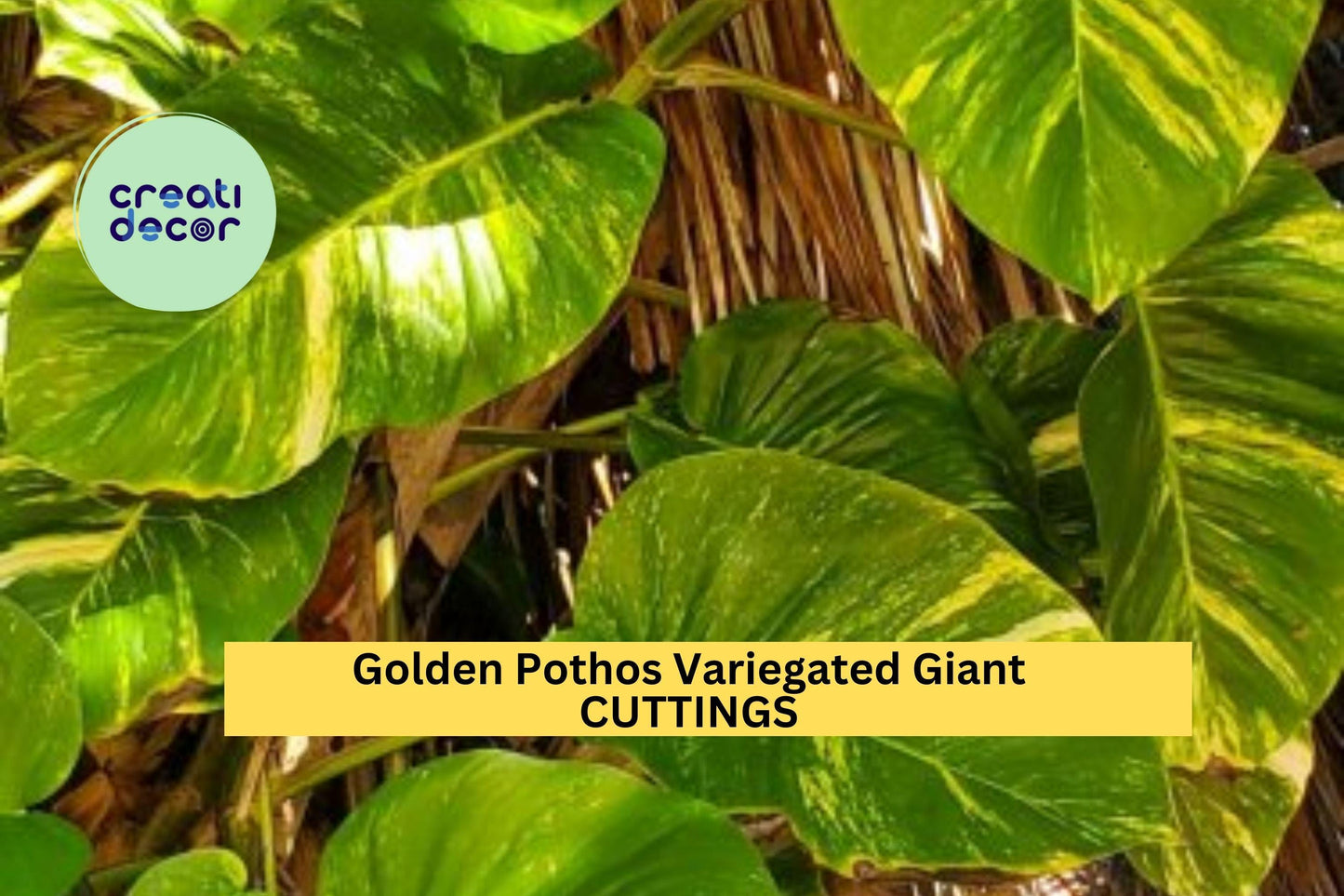 3 Golden Pothos Giant Leaf Cuttings – Variegated Epipremnum aureum | Unrooted Vines for Indoor Planters, Hanging Baskets, or Gifts