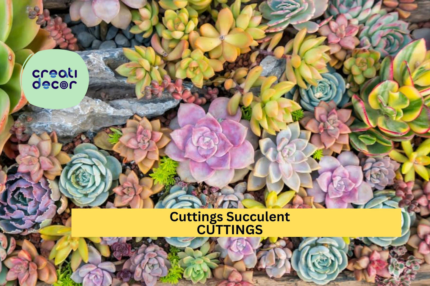 20 Succulent Cuttings | 10 Varieties No Duplicates | Premium Rare Assorted Starter Set for DIY Gardens, Terrariums, Gifts