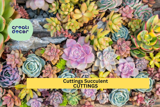 20 Succulent Cuttings | 10 Varieties No Duplicates | Premium Rare Assorted Starter Set for DIY Gardens, Terrariums, Gifts