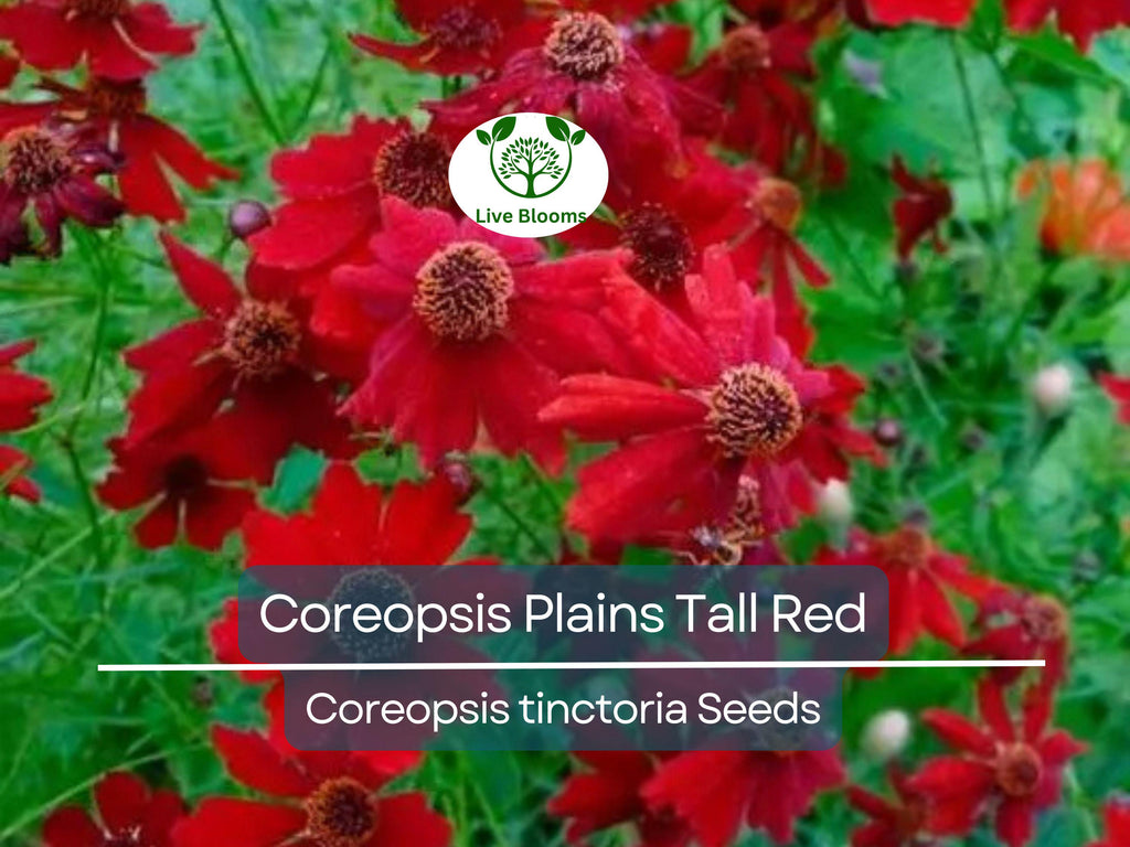 500 Seeds Coreopsis ‘Plains Tall Red’ – Coreopsis tinctoria – Non-GMO Heirloom Wildflower – Pollinator Favorite, Easy to Grow