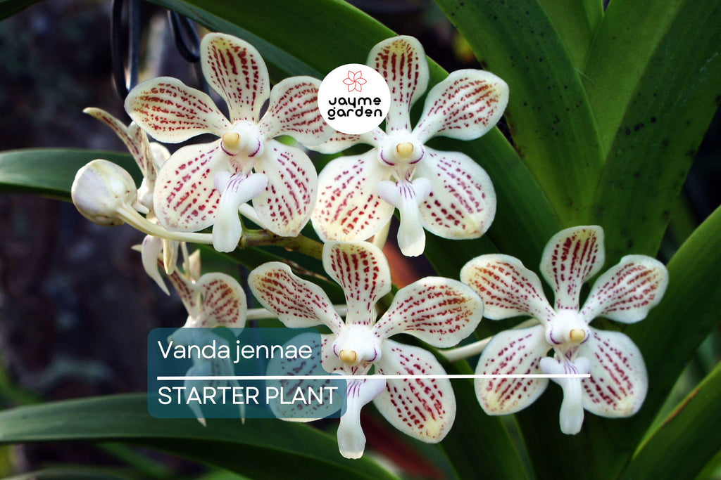 Orchid Species Vanda Jennae Seedling | Rare 6-Inch Potted Orchid for Indoor & Outdoor Growth | Exotic Tropical Orchid Plant