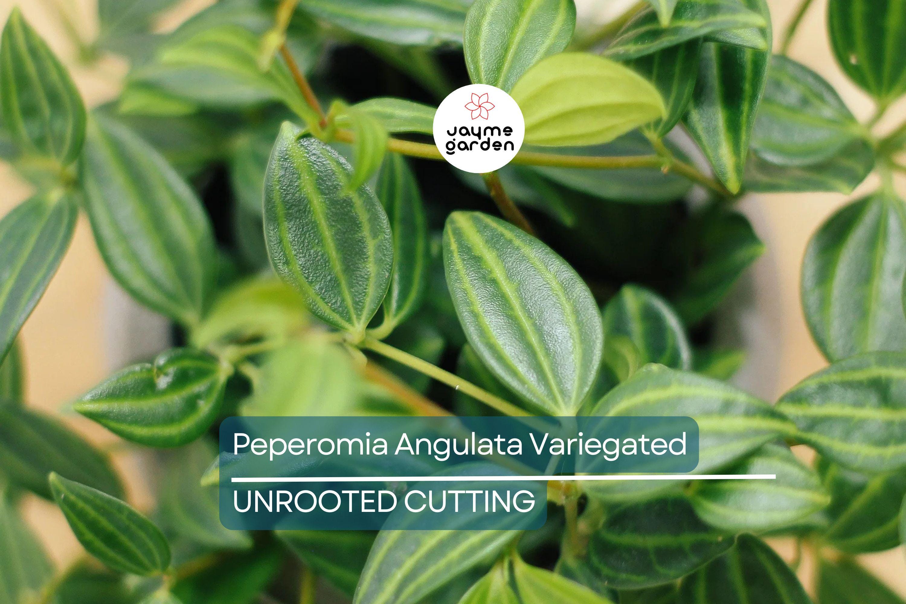 Peperomia Funky Frog Cuttings - Variegated Beetle Radiator Plant, Pet-Friendly, Easy Care Houseplant, 4" Unrooted, Perfect for Beginners