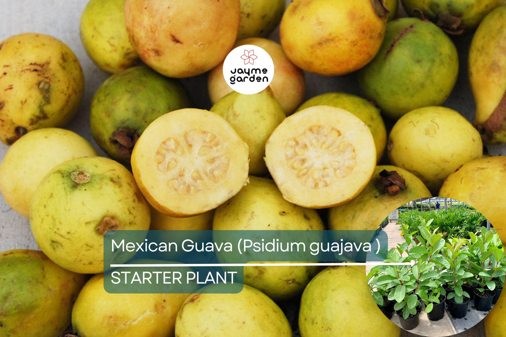 1 Mexican Guava (Psidium guajava) Live Fruit Tree – 1’-2’ Tall Sweet, Creamy Tropical Delight