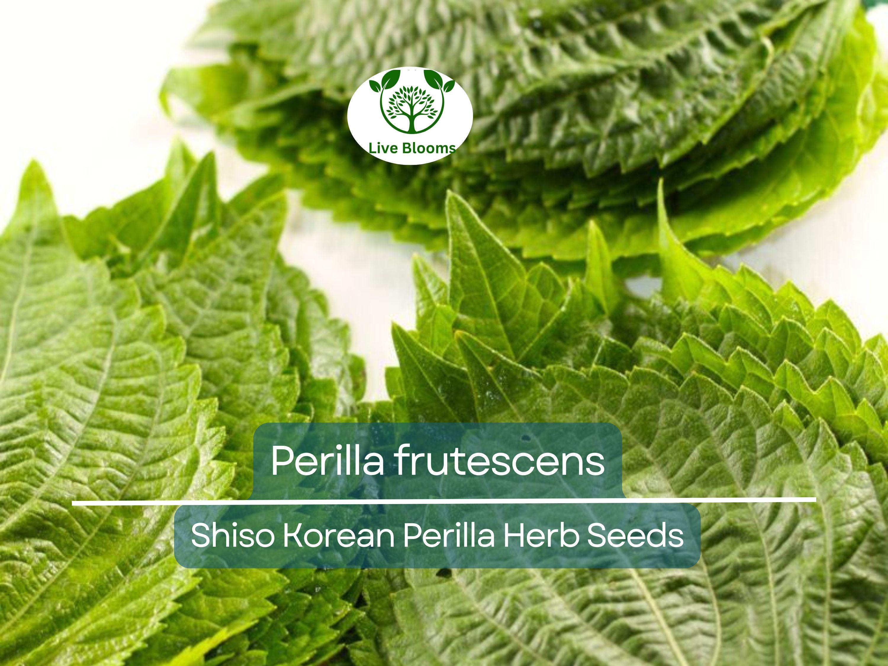 400 Seeds Perilla (Shiso), Korean Perilla Herb for Planting – Aromatic, Versatile Asian Herb for Sushi, Garnishes, Stir-Fries & More