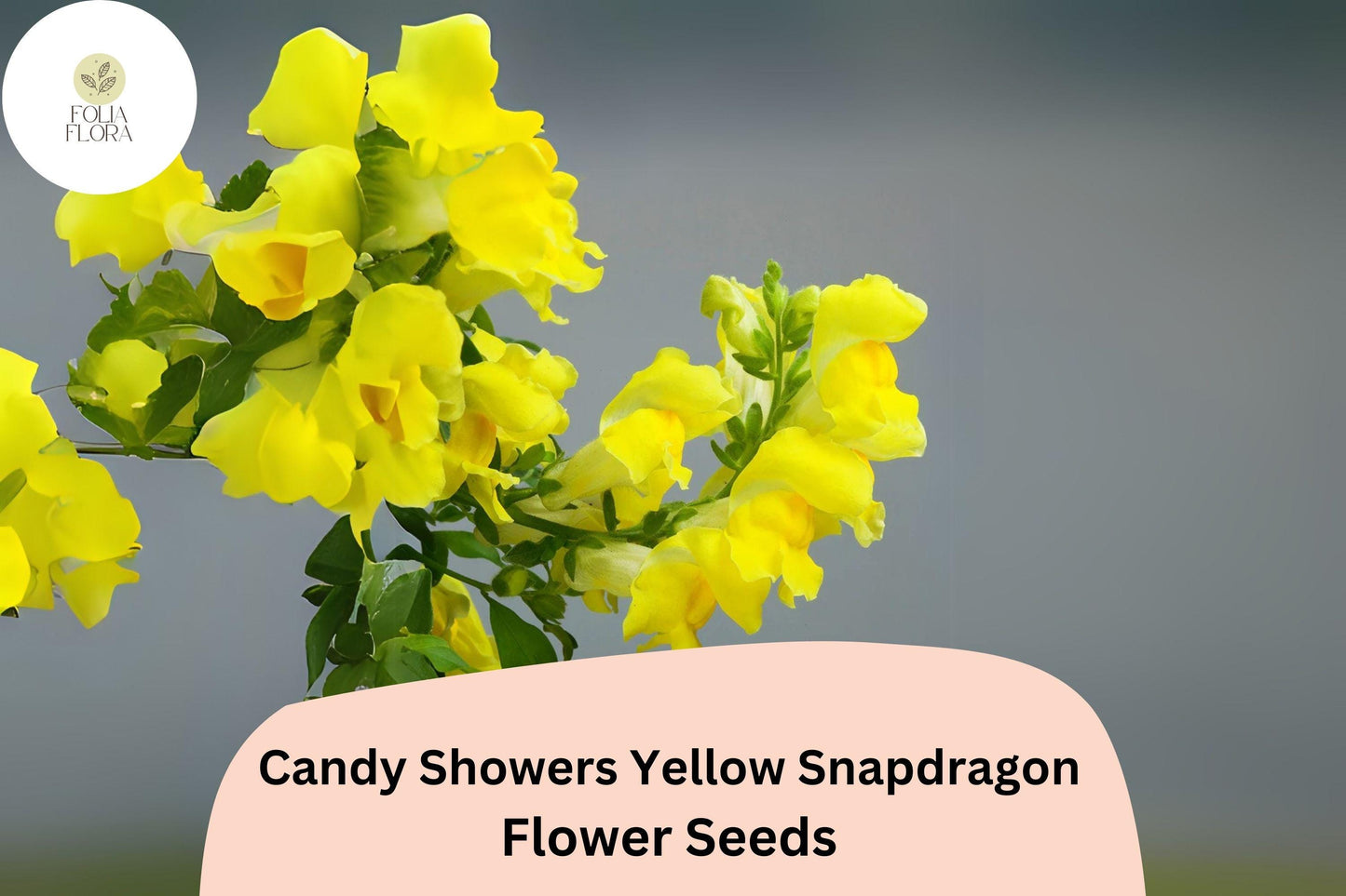 Candy Showers Yellow Snapdragon Seeds (Antirrhinum majus) | 1000+ Seeds | Cascading Yellow Blooms for Gardens & Hanging Baskets