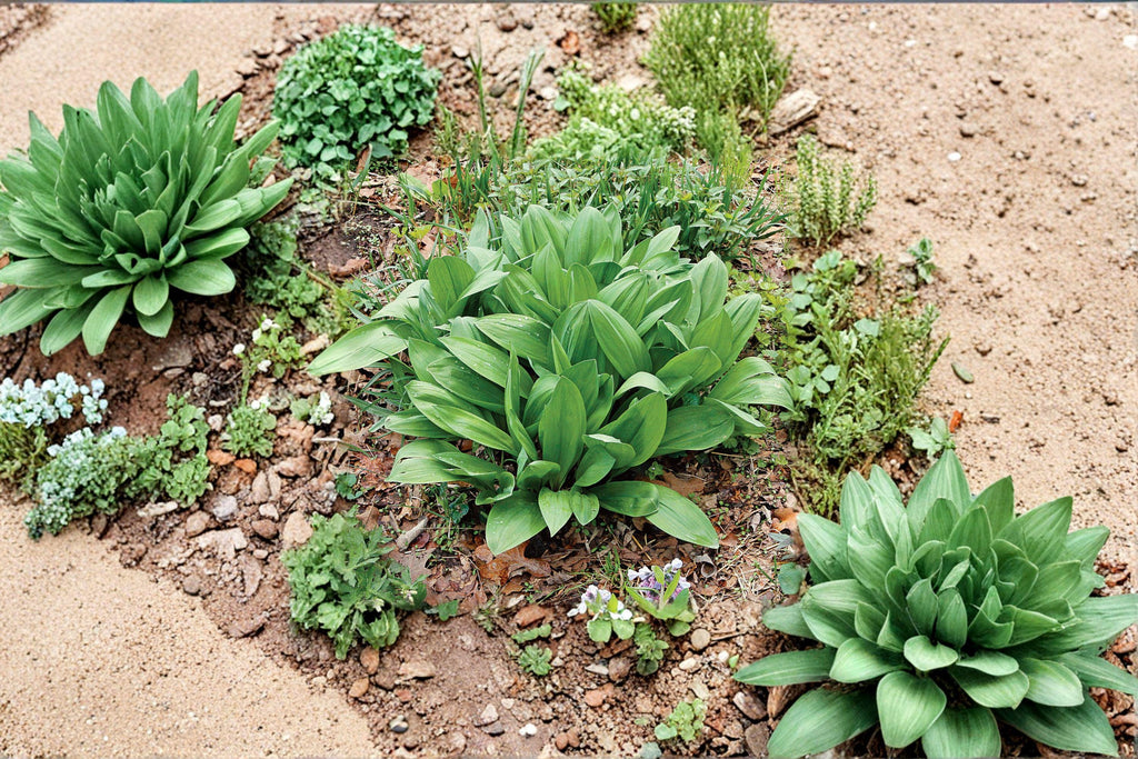 Wild Leek / Ramp / Allium tricoccum – 10 Seeds | Native Woodland Plant | Spring Ephemeral | Gourmet Foraging Favorite