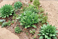 Wild Leek / Ramp / Allium tricoccum – 10 Seeds | Native Woodland Plant | Spring Ephemeral | Gourmet Foraging Favorite