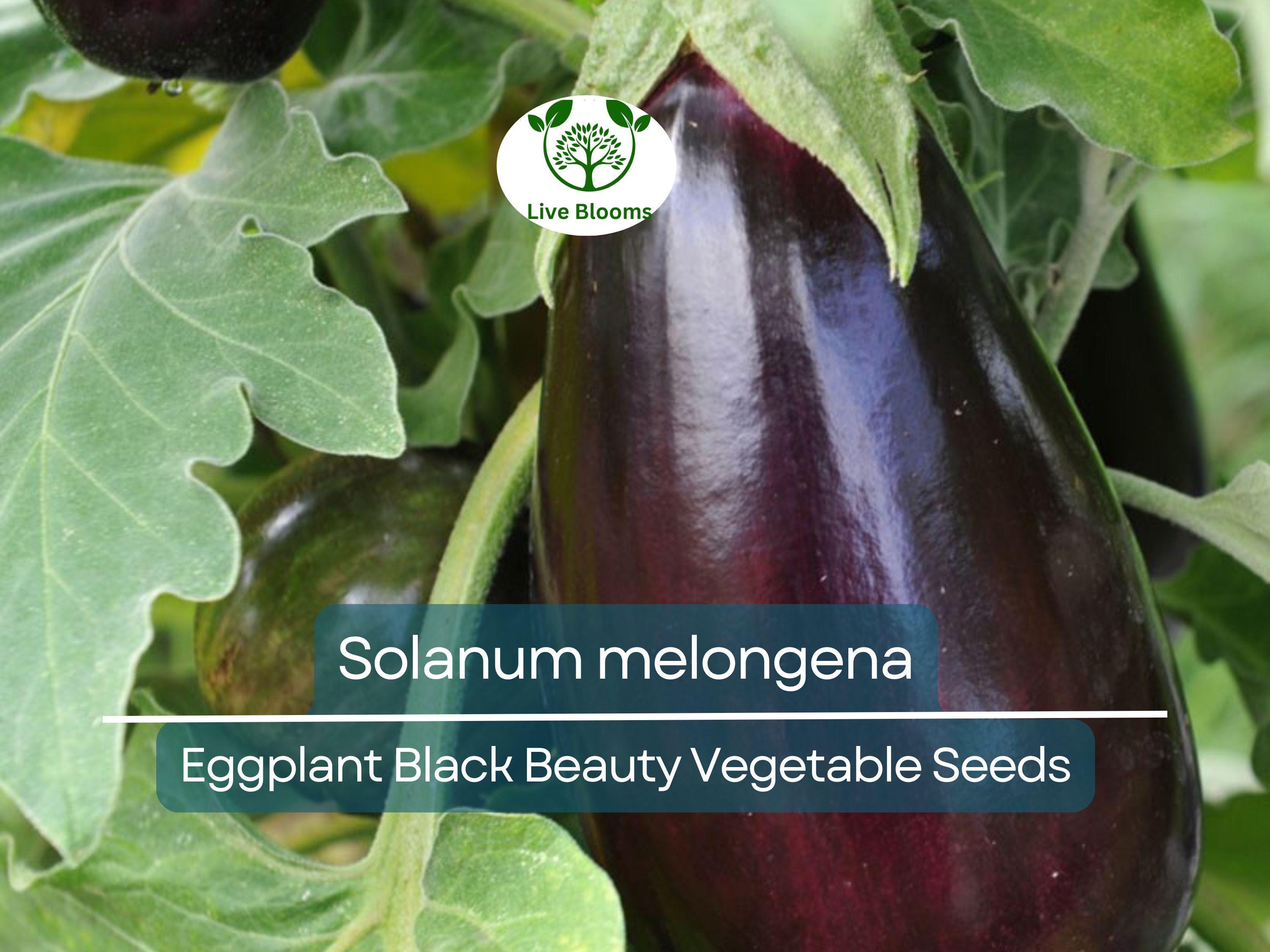 50 Seeds Eggplant Black Beauty (Solanum melongena) - Heirloom, Non-GMO, Dark Purple, Great for Garden, Organic Vegetable Planting