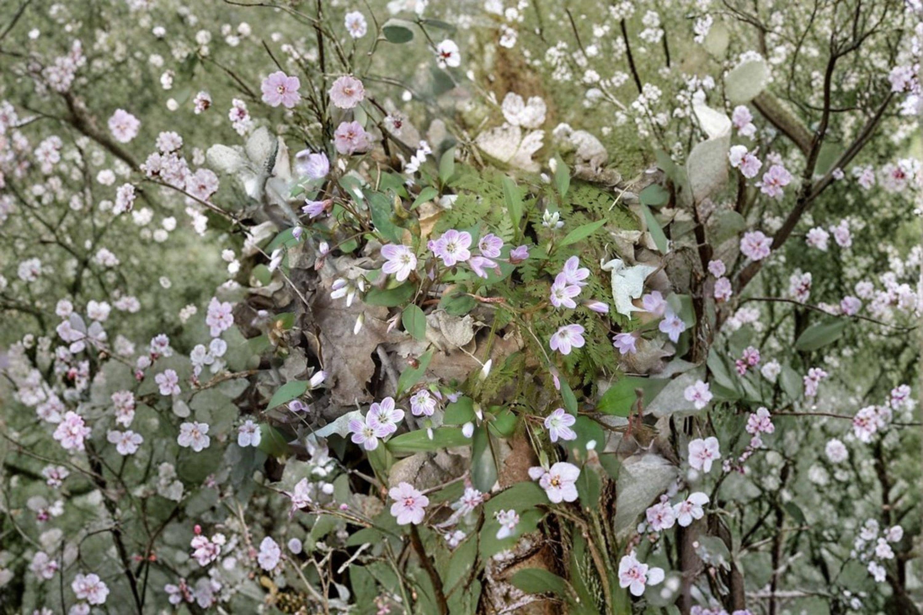 Claytonia virginica – Spring Beauty Wildflower Seeds | 10 Seeds | Native Woodland Flower | Early Blooms