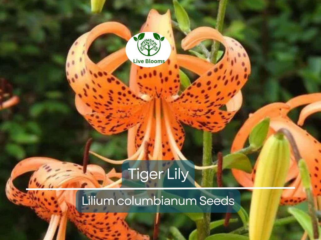 20 Tiger Lily Seeds | Lilium columbianum, Spotted Orange Flowers, Hardy Perennial, Non-GMO, Beautiful Garden Flower, Easy-to-Grow Bulb