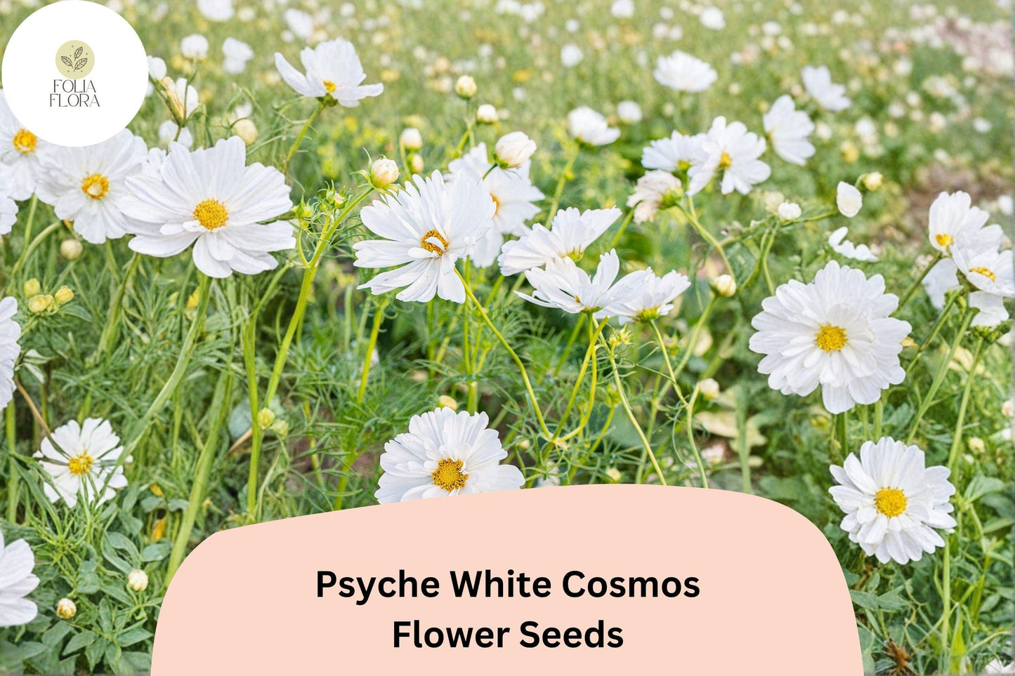 200+ Psyche White Cosmos Seeds | Cosmos Bipinnatus Pure White Blooms | Annual Garden Flower Seeds for Planting