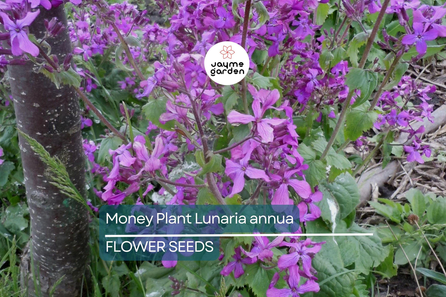 75 Money Plant Seeds (Lunaria annua) – Honesty Flower, Silver Dollar Plant, Easy to Grow, Unique Seedpods, Free Shipping!