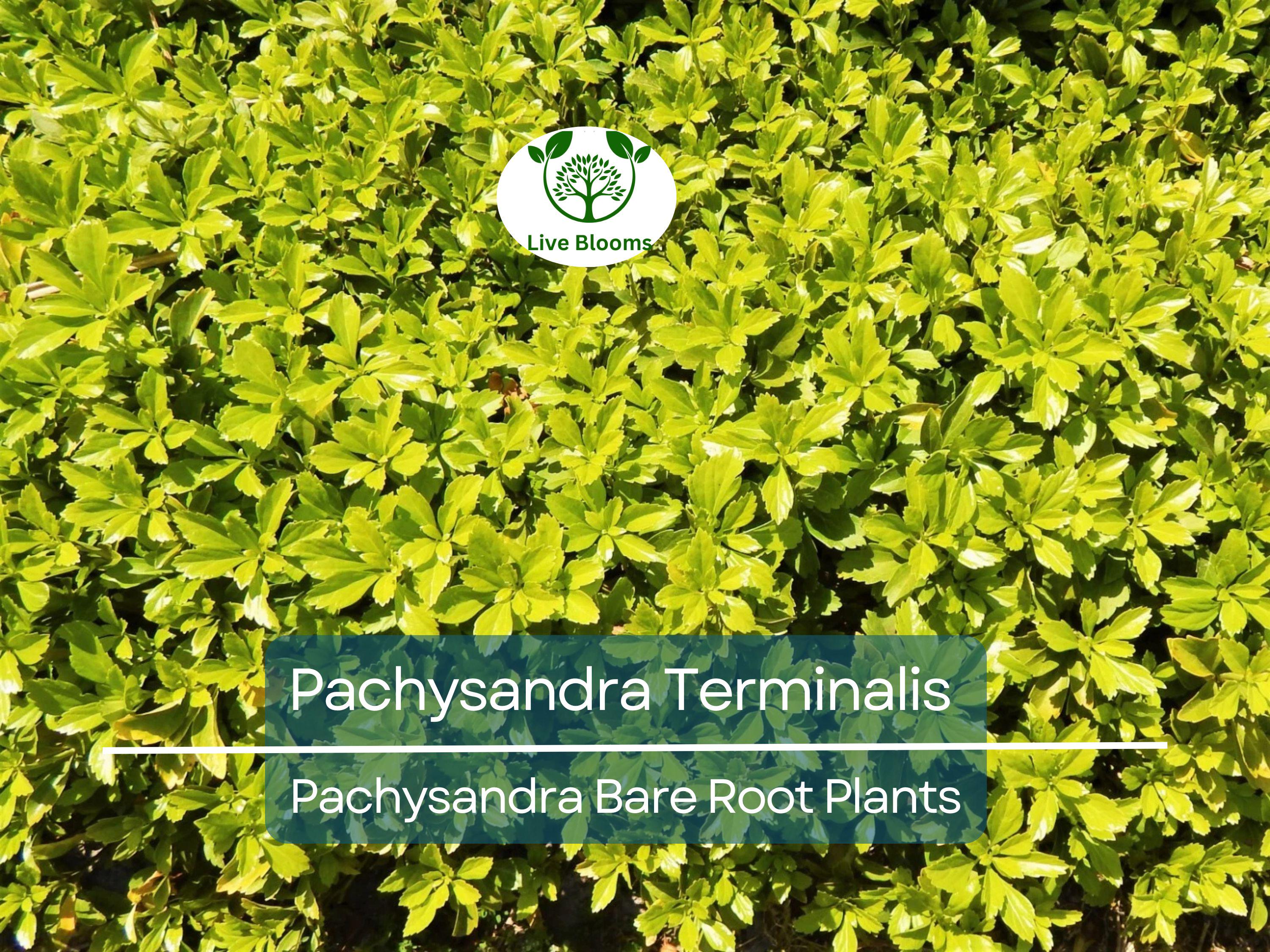 35 Pachysandra Plants – Bare Root Terminalis Spurge – Evergreen Ground Cover – Organic Roots – Shade-Loving Landscape Filler