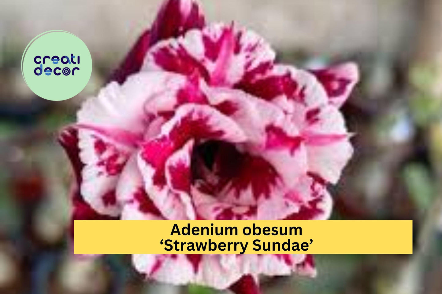 Adenium obesum ‘Strawberry Sundae’ | Desert Rose Live Rooted Seedling Plant | 4–6" Tall Succulent Shrub