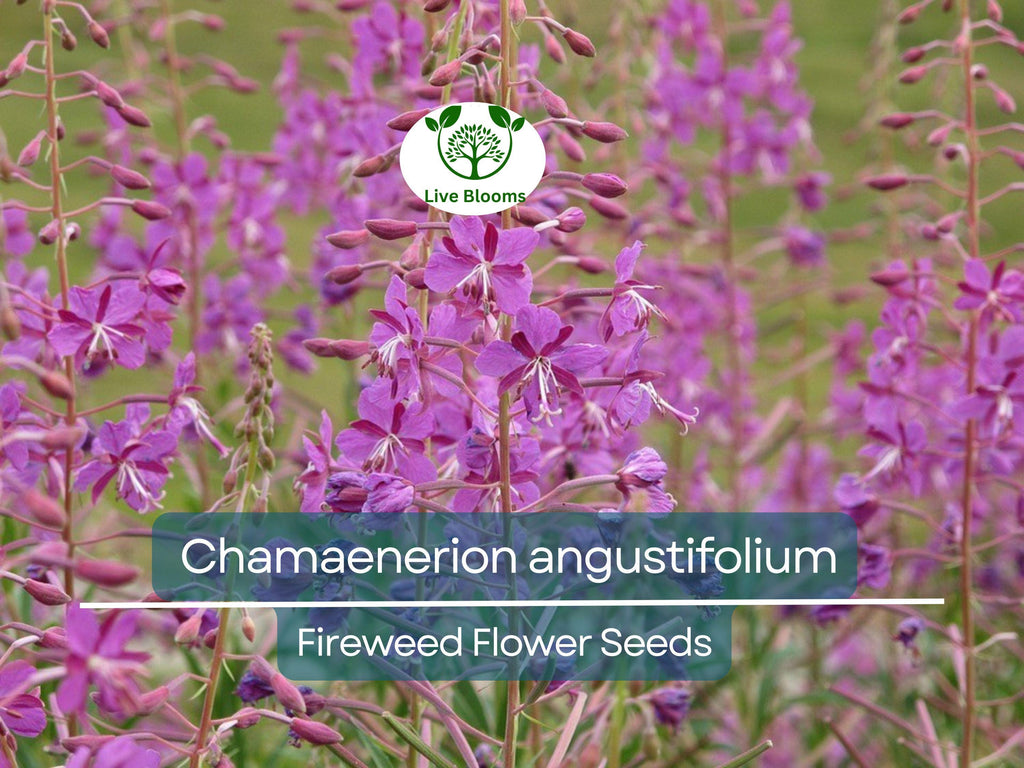 30 mg Seeds Chamaenerion Angustifolium Fireweed – Vibrant Wildflower for Planting, Gardening, and Pollinator-Friendly Landscapes