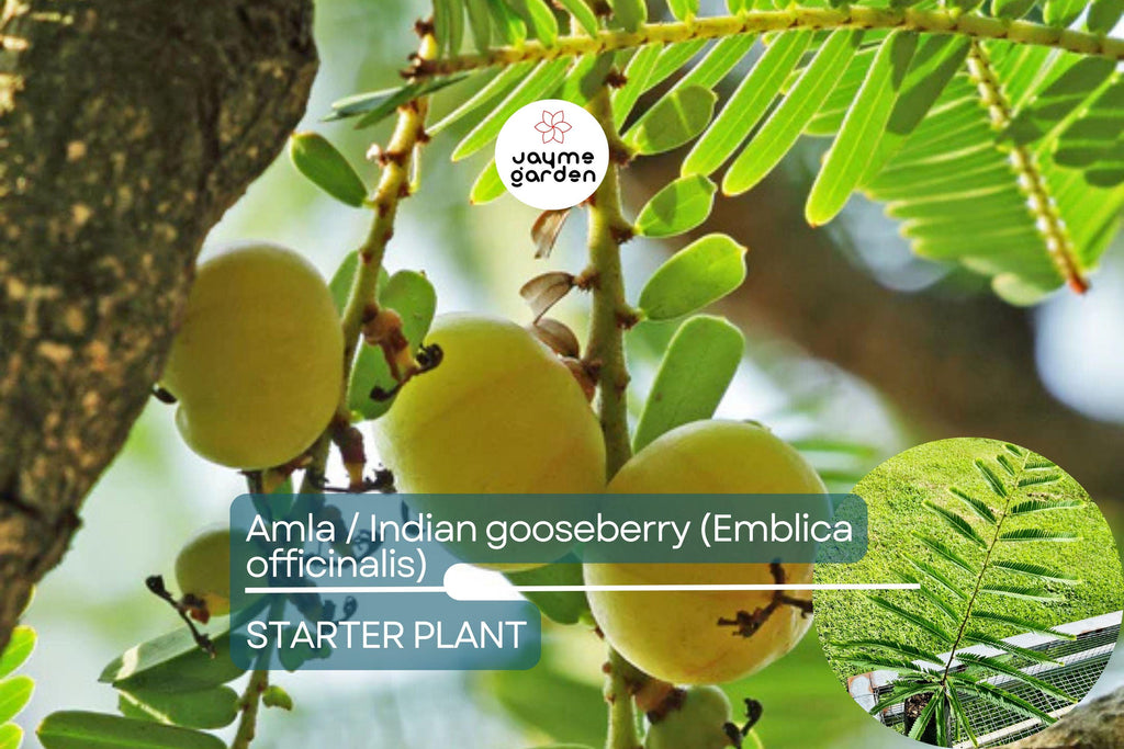 Amla Tree / Indian Gooseberry (Emblica officinalis) – Live 12”-24” Tropical Fruit Tree Rich in Nutrients & Ayurvedic Traditions