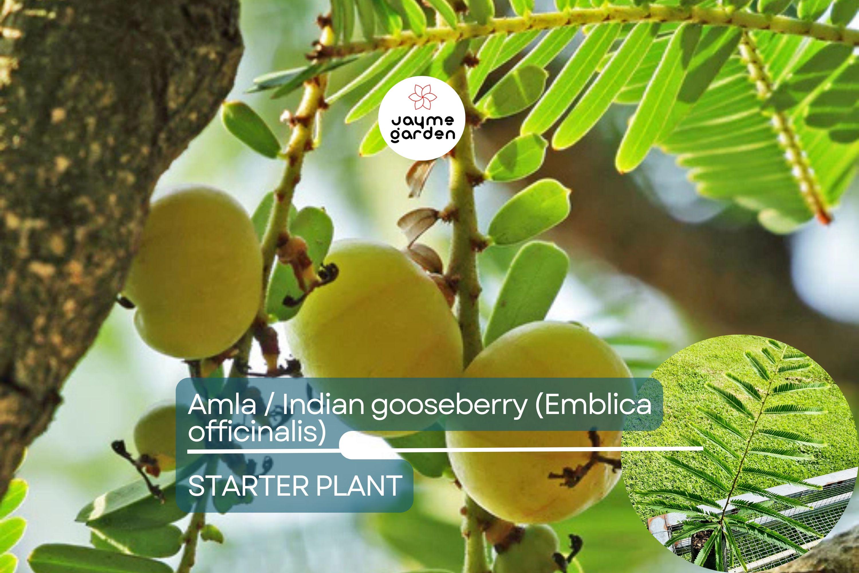 Amla Tree / Indian Gooseberry (Emblica officinalis) – Live 12”-24” Tropical Fruit Tree Rich in Nutrients & Ayurvedic Traditions