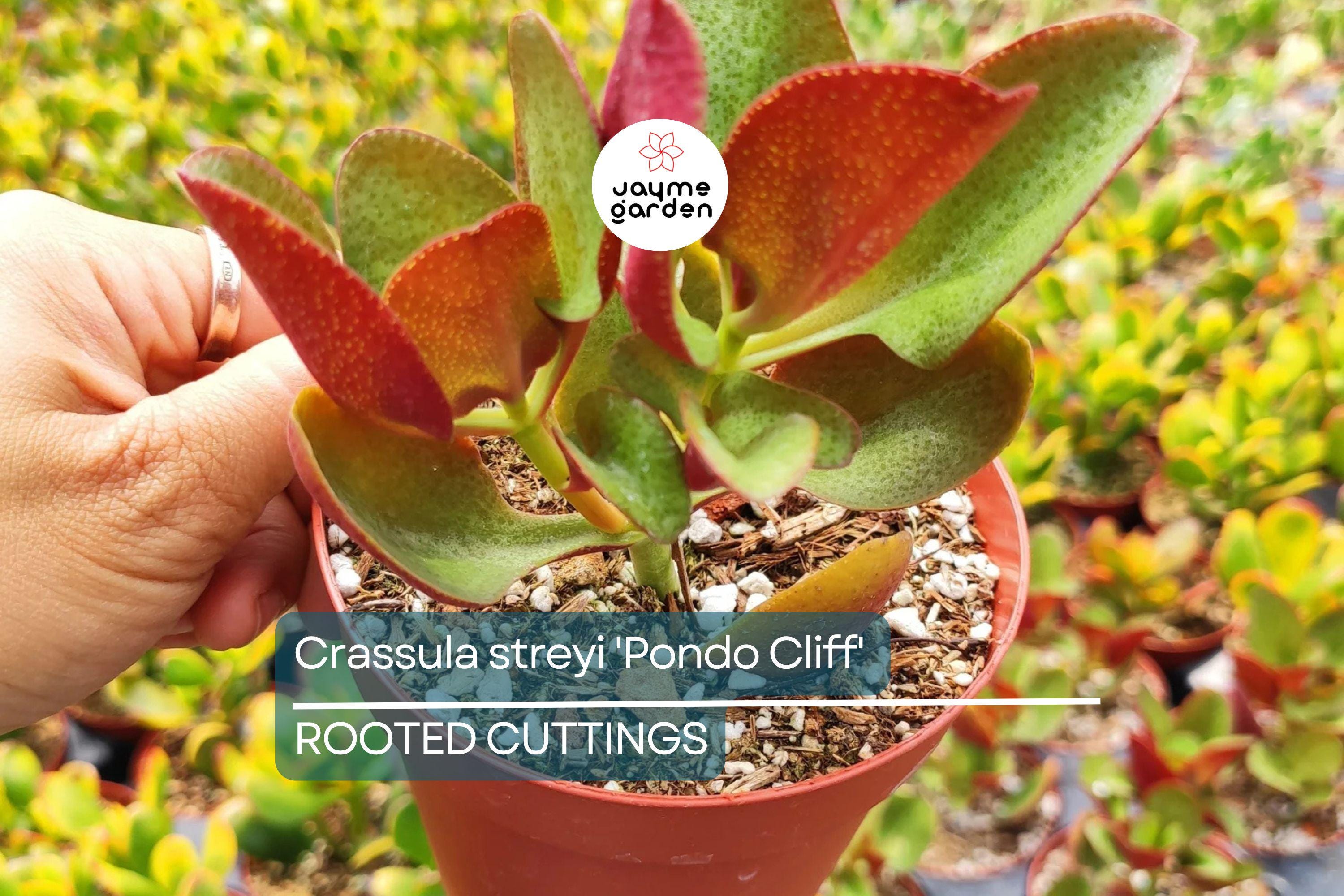 Crassula streyi 'Pondo Cliff' Cutting with 4" Pot & Soil - Succulent Plant, Unique Foliage