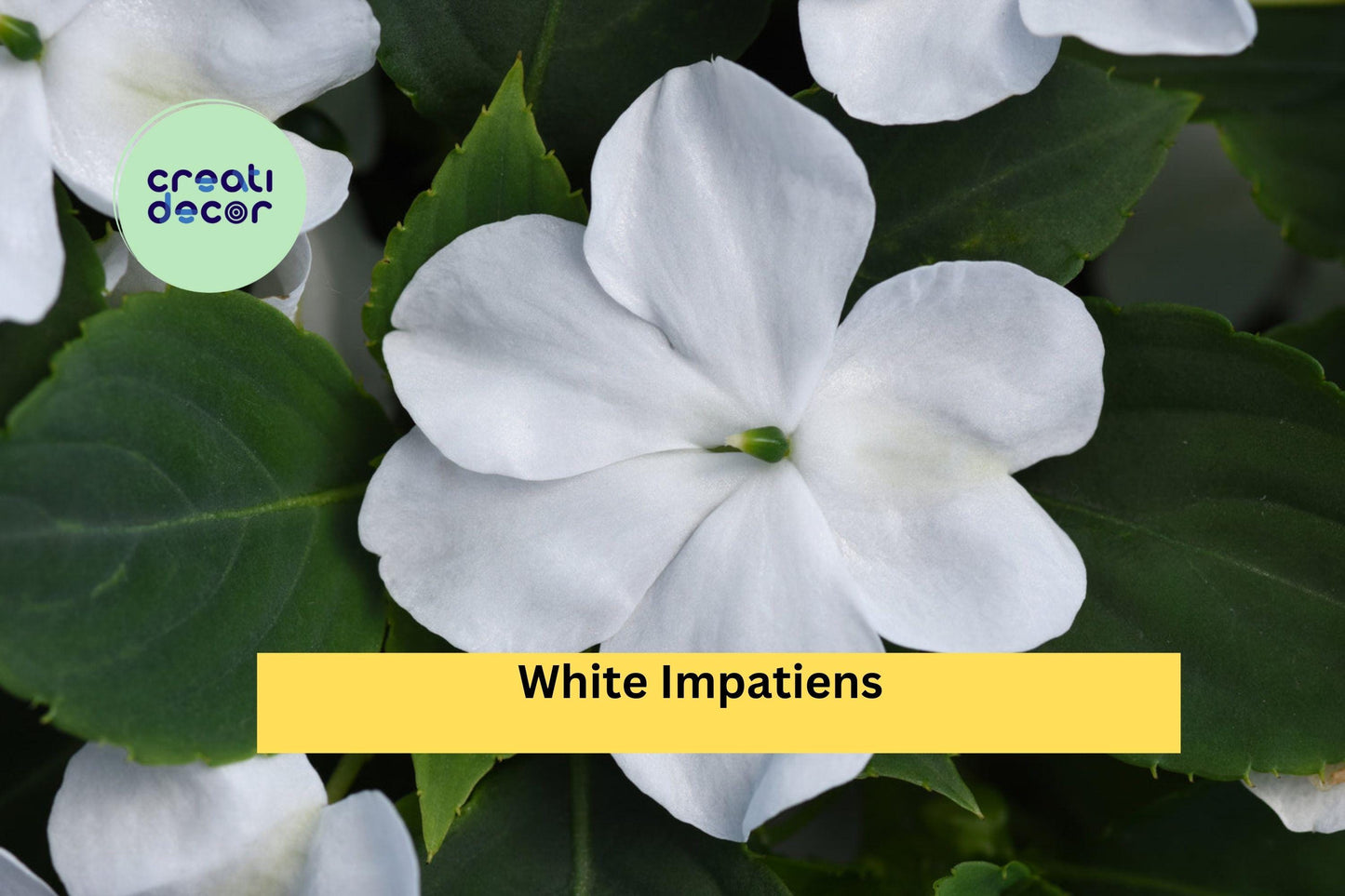 White Impatiens Plants | Live Rooted 6-Inch Starter | Impatiens walleriana Annual Flower for Containers, Borders & Shaded Gardens