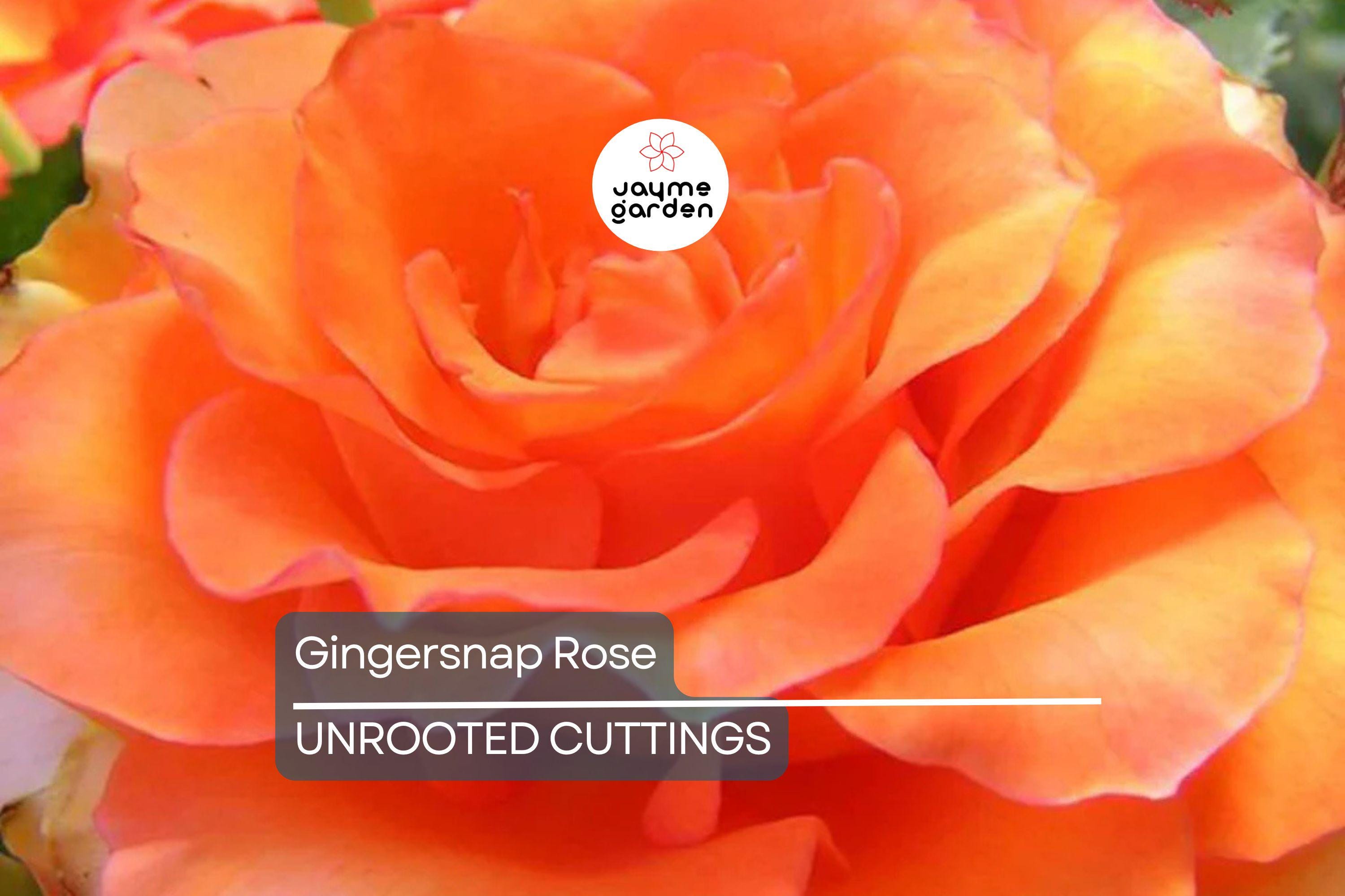 Gingersnap Rose 1.5 Gal Potted - Bright Orange Reblooming Floribunda with Light Fragrance