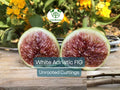3 White Adriatic Fig Tree Unrooted Cuttings | Ficus carica | Rare, Sweet White Fruit, Easy to Grow, for Propagation, Indoor/Outdoor Tree