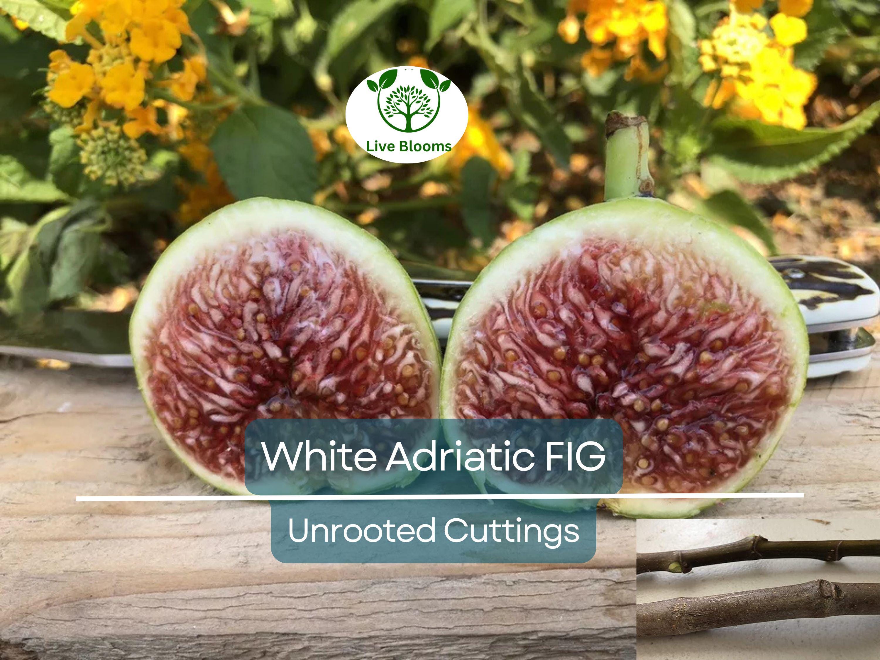 3 White Adriatic Fig Tree Unrooted Cuttings | Ficus carica | Rare, Sweet White Fruit, Easy to Grow, for Propagation, Indoor/Outdoor Tree