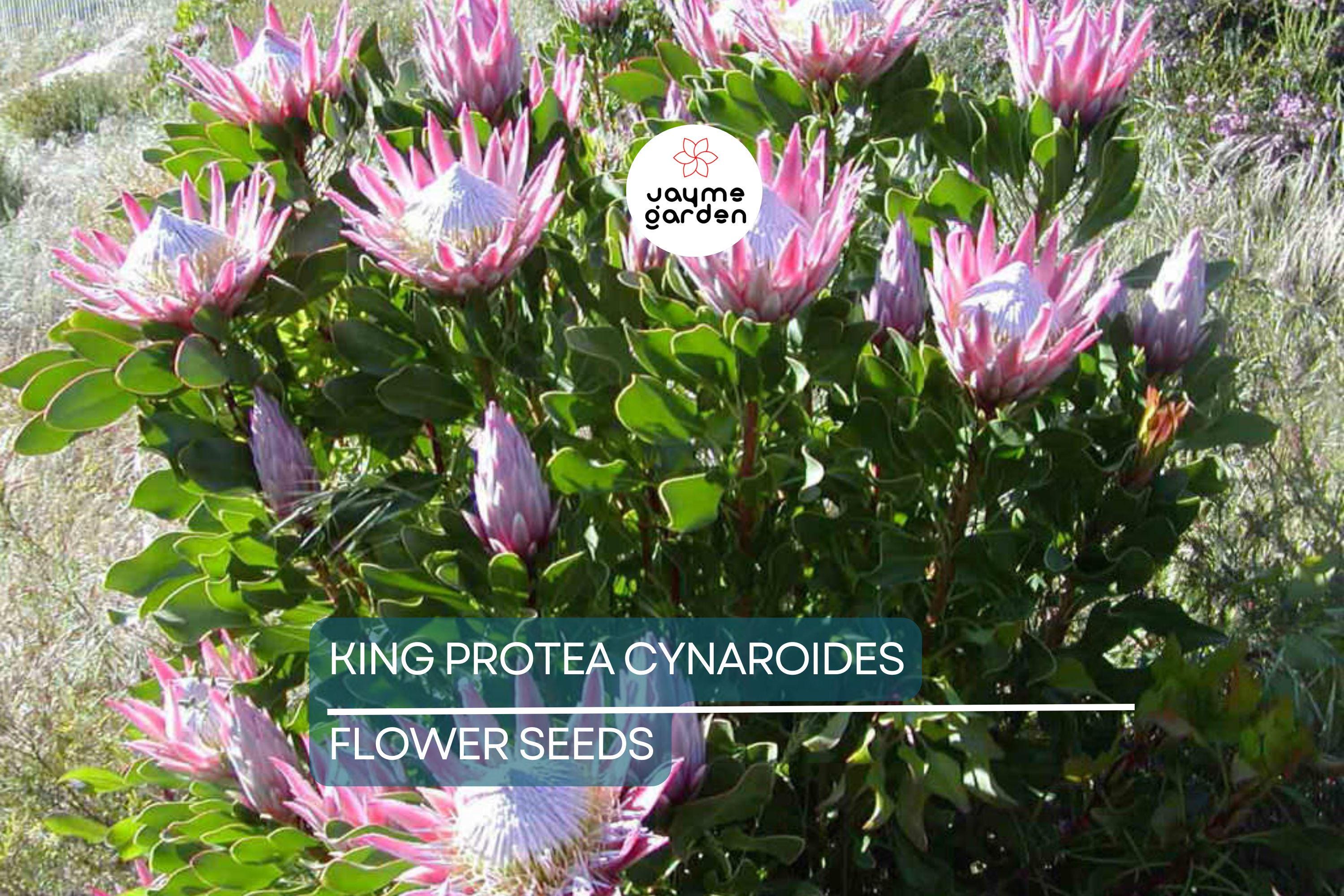 5 King Protea Cynaroides Seeds – Giant 12" Flowers, Rare Exotic Garden Plant