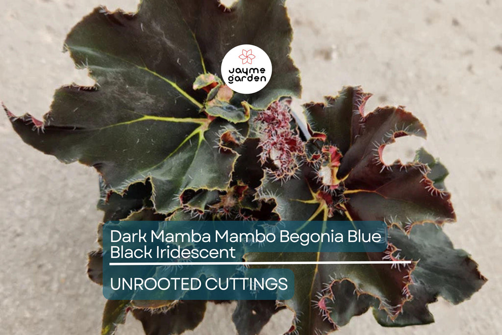 4" Black Mamba Mambo Begonia | Iridescent Blue Back Glow | Rare Live Plant | Grower’s Choice | Exotic Foliage |
