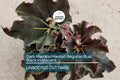 4" Black Mamba Mambo Begonia | Iridescent Blue Back Glow | Rare Live Plant | Grower’s Choice | Exotic Foliage |